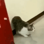 [드루와] 고양이를 미사일처럼 <b>발사</b>하네 미쳤다