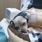 [강아지] 죽음과 사투를 벌이는 가을이의 이야기