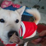 [강아지] 2021년 1월4일