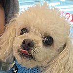 아 덥<b>즈들</b> 강아지플타네