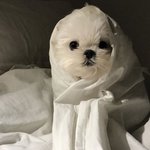 [19] <b>빛삭</b>) 나 목욕가운만입고 찍어봤는데 평가좀