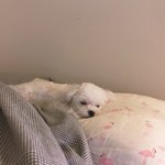 [강아지] 강아지랑 같이 자면 기분이 좋아져요