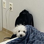 [드루와] 아 울강아지 죽는꿈꿨어