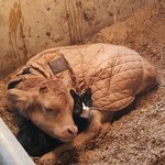 [고양이] 송아지와 고양이의 찐우정