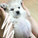 [강아지] <b>코카</b>스파니엘 퉁퉁이의 성장과정