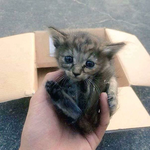 <b>구조</b>후 페럿과 함께자란 냥냥이