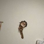 <b>염치</b> 어디 바닷가 넙치에 맡겨놨나?