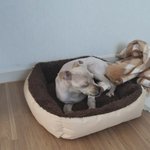 <b>자식</b>없이 강아지 키우는 딩크족이면 봐줘요