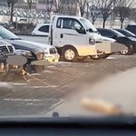 차량에 묶여 쓰러진 개 '공분'…"깜빡했다" 5㎞ <b>주행</b>