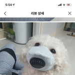 이거 강아지 <b>학대</b> 아니냐