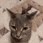 우리집 <b>호두</b> 콩이