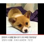 [드루와] 얘드라 내가 개귀여운 영상 알려줌