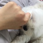 말티즈를 키운다는 건..이런걸가.?