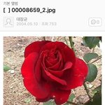 [방탄소년단] 장미가 예뻤던 초딩윤기