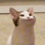 얘들아 인스타 <b>비활</b>타는 이유가 뭐야