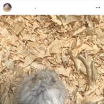 [댓글부탁해] <b>햄스터</b> 목욕시킴 ㅎㅎ