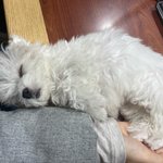 천<b>러네</b> 강아지 대갈이 사진움짤 공유해줘