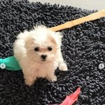 이 강아지 대갈<b>이임</b>?