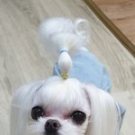 [강아지] 우리집 강아지들 좀 보고 갈래?