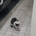 [고양이] 길고양이  <b>사료</b> 질문