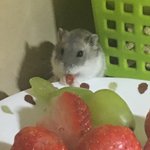 [댓글부탁해] 우리 <b>햄스터</b> 귀엽징????