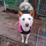 [강아지] 유기견 <b>로라</b> 이야기