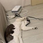 [고양이] 꽃모양 <b>주둥</b>이 스트릿출신 고양이3