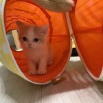 저희 사랑스러운 톰이 좀 봐주세요!!!