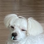 너네 동네 오늘 <b>확진</b>자 몇명임