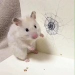 [드루와] 실용<b>무용</b>하는 애들 개싫다 진짜