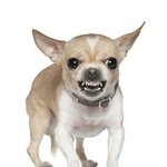 [NCT즌] 런왼하면 무는 <b>치와와</b>