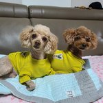 [강아지] <b>후라이드</b>치킨 간장치킨