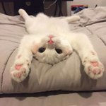 vs 원피스 vs 은혼vs  페어<b>리테일</b> vs 헌터헌터 vs 이누야샤