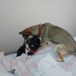 [고양이] 사무실악독한주인이 네마리라니