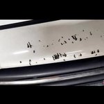 <b>MBC</b> <실화탐사대>에서 광주에서 들개로 인해 피해보신 차주분을...