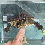 [거북이] 우리 금동이 <b>복덩이</b>거북이야~~