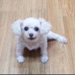 [댓글부탁해] 꿈의집 하는애들 잇어?