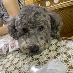 누나야 나도 <b>호빵</b>조