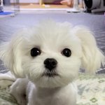 [NCT즌] 우리집 강아지 김정우 <b>닮음</b>