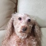 [NCT즌] 우리<b>집</b> 강아지<b>소개</b>할게