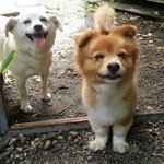 [강아지] 힐링이 되는 이 한장의 사진