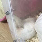 [ㅈㄱㄴ] 울<b>햄스터</b> 뭐지ㅋㅋㅋㅋ