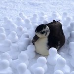 [방탄소년단] D.I.P