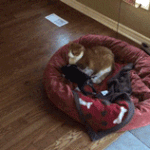 [댓글부탁해] 지나가는 남자가 나랑 키 비슷하면 뭔가 <b>뿌듯</b>하지않냐