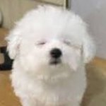 내본진 알<b>페스</b>판 ㅈㄴ큰데