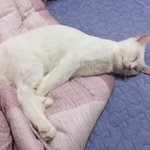 이<b>루다</b>한테 받은 고양이 사진 공유함