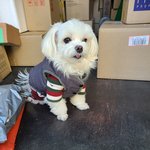 톡선에 <b>택배</b>기사님 강아지 ㅈㄴ 귀여움;;