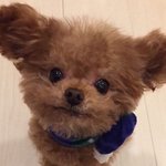<b>인스</b>타프사 할만한 강쥐사진 털고가자