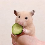 <b>심신</b>정화 하고 가쉐이