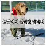 [강아지댓글] ﻿﻿<b>눈밭</b>에 미쳐버린 강아지.
